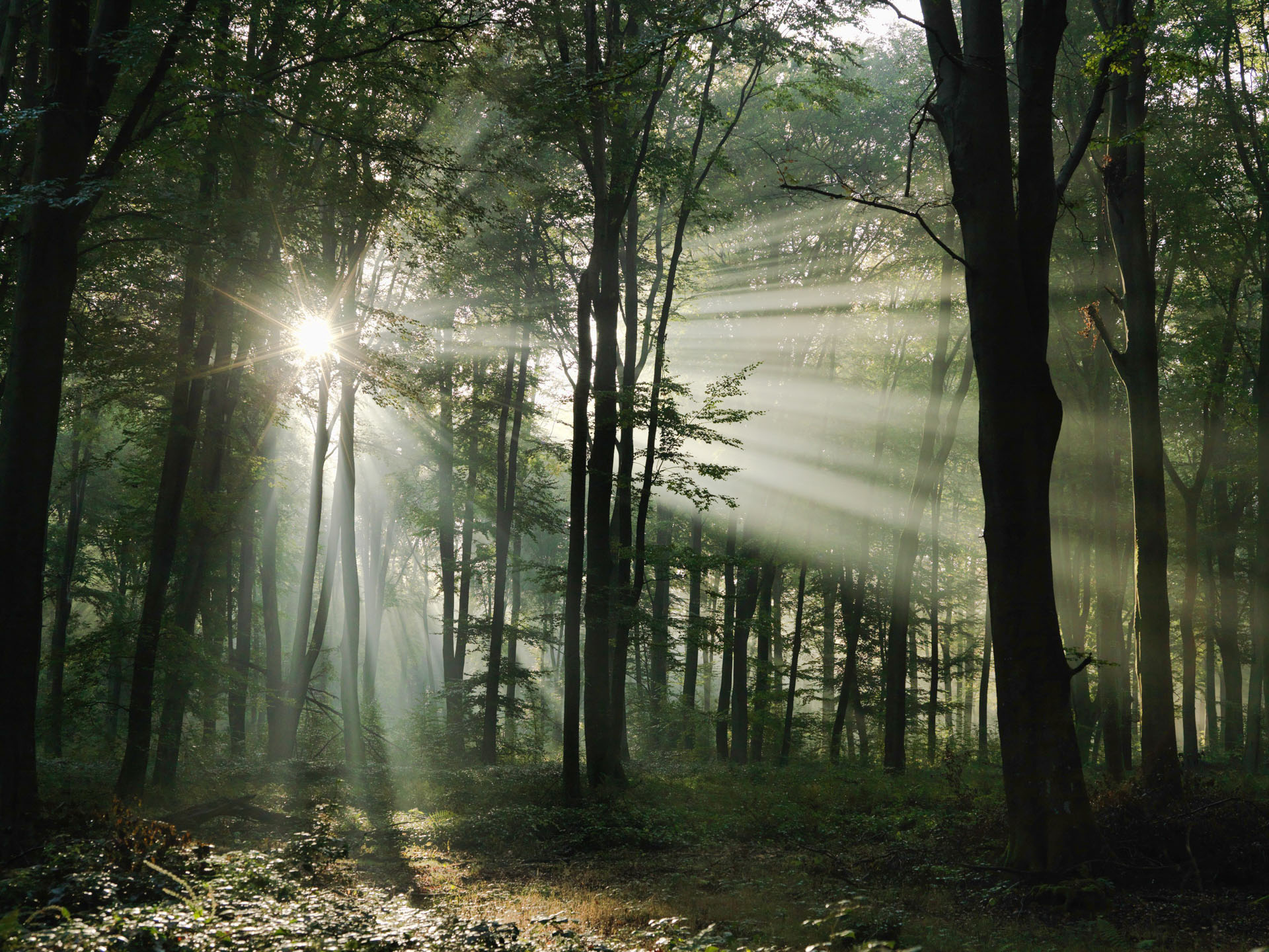 Sunbeams passing between trees in a misty forest
