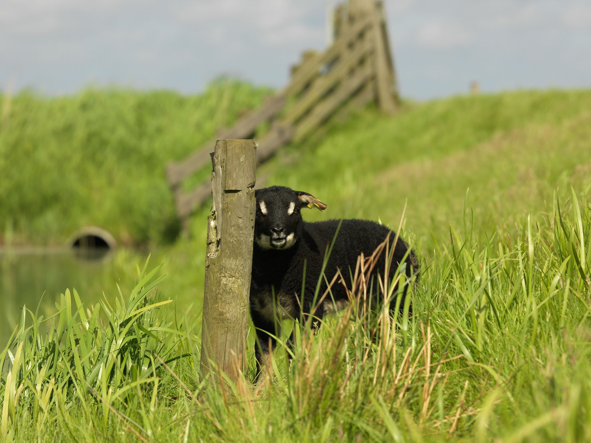 Black sheep beside a wooden fence in tall grass