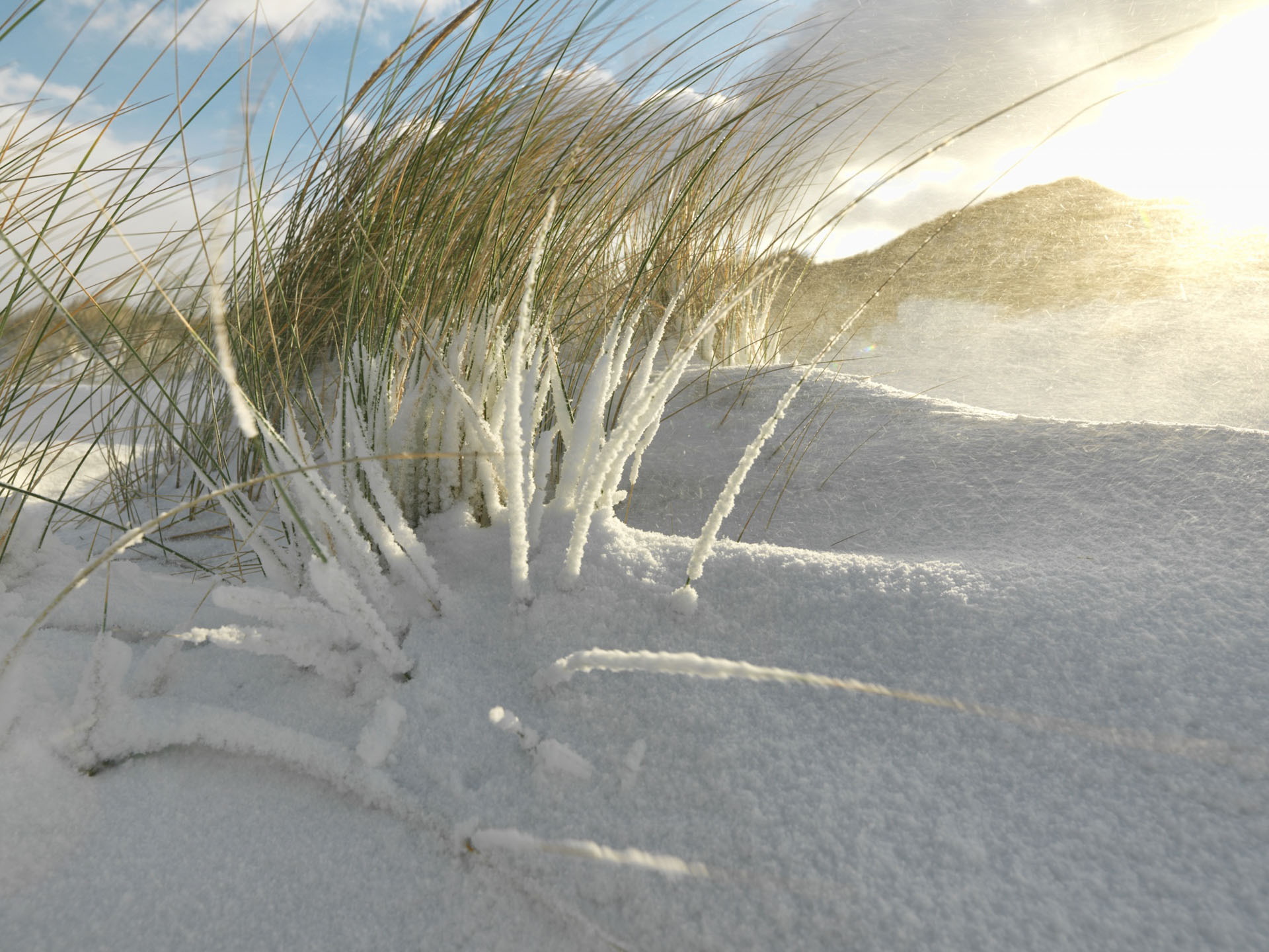 Frost-covered dune grass in low sunlight