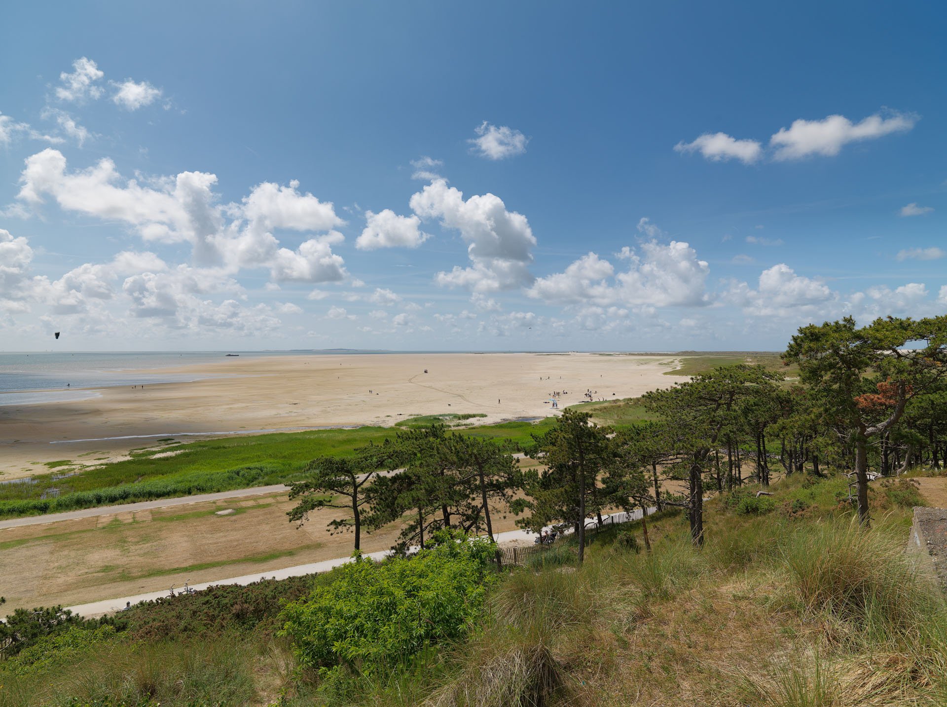 Coastal trees and dunes beside a wide beach