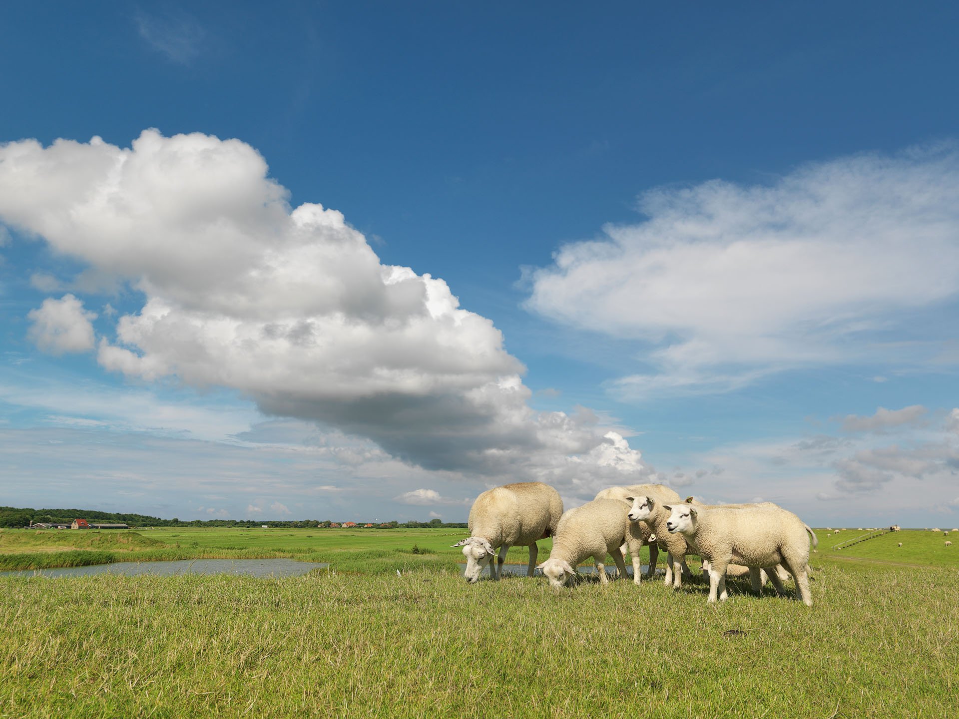 Sheep grazing beneath large white clouds