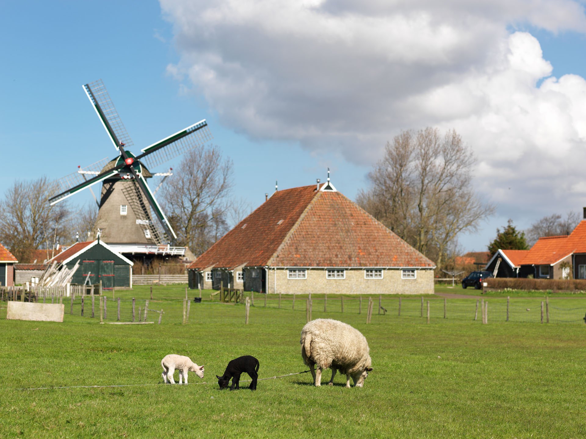 Windmill and farmhouse behind grazing sheep