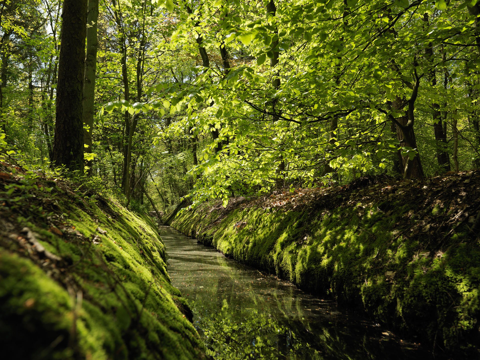 Narrow stream through a green forest