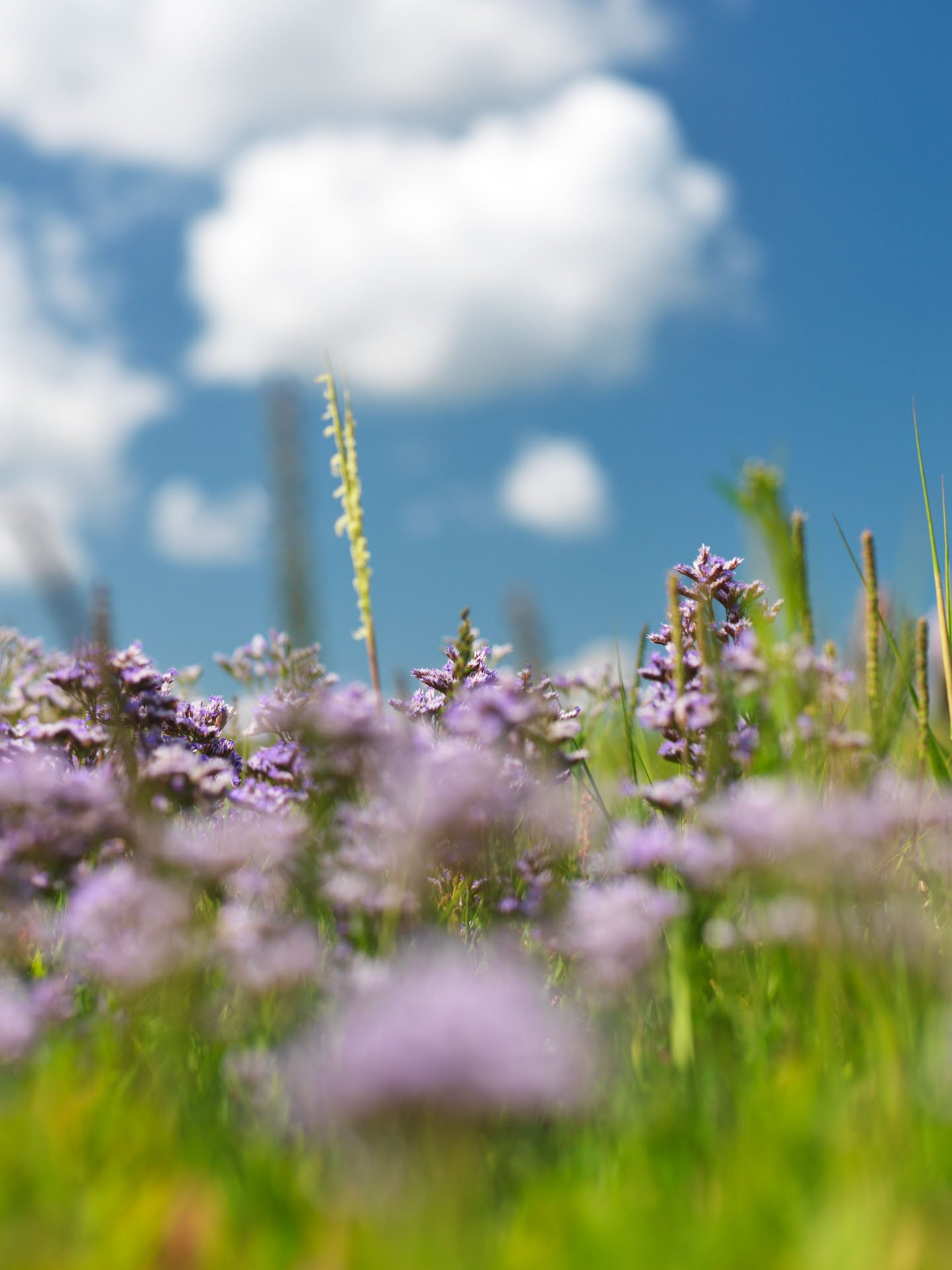 Purple wildflowers beneath a blue sky