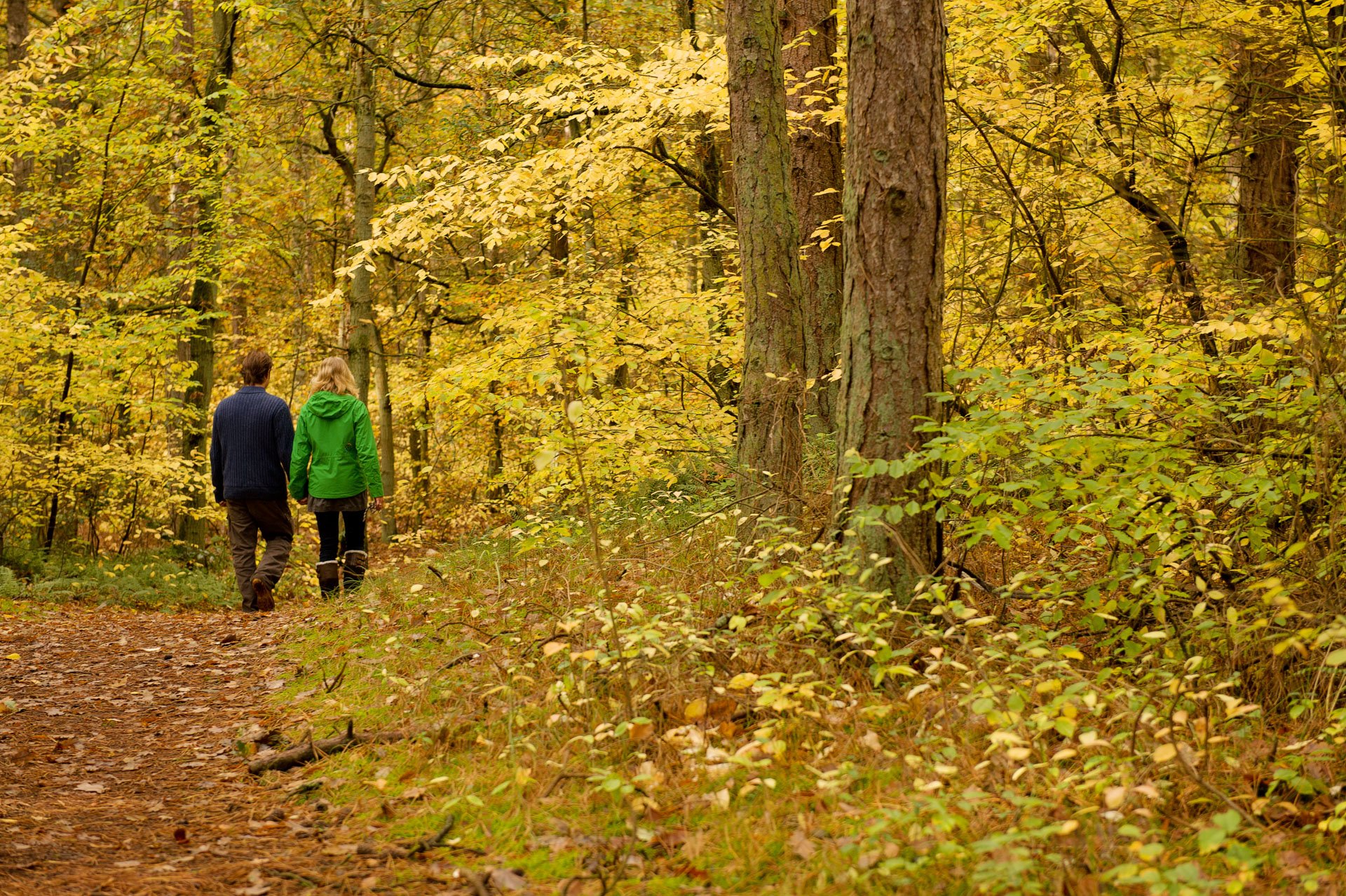 Two people walking through a forest with yellow autumn leaves