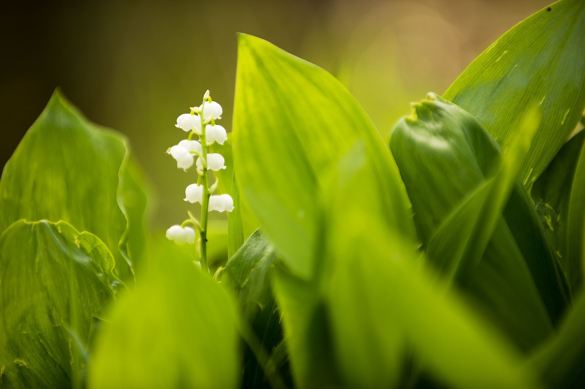 White bell-shaped flowers between broad green leaves