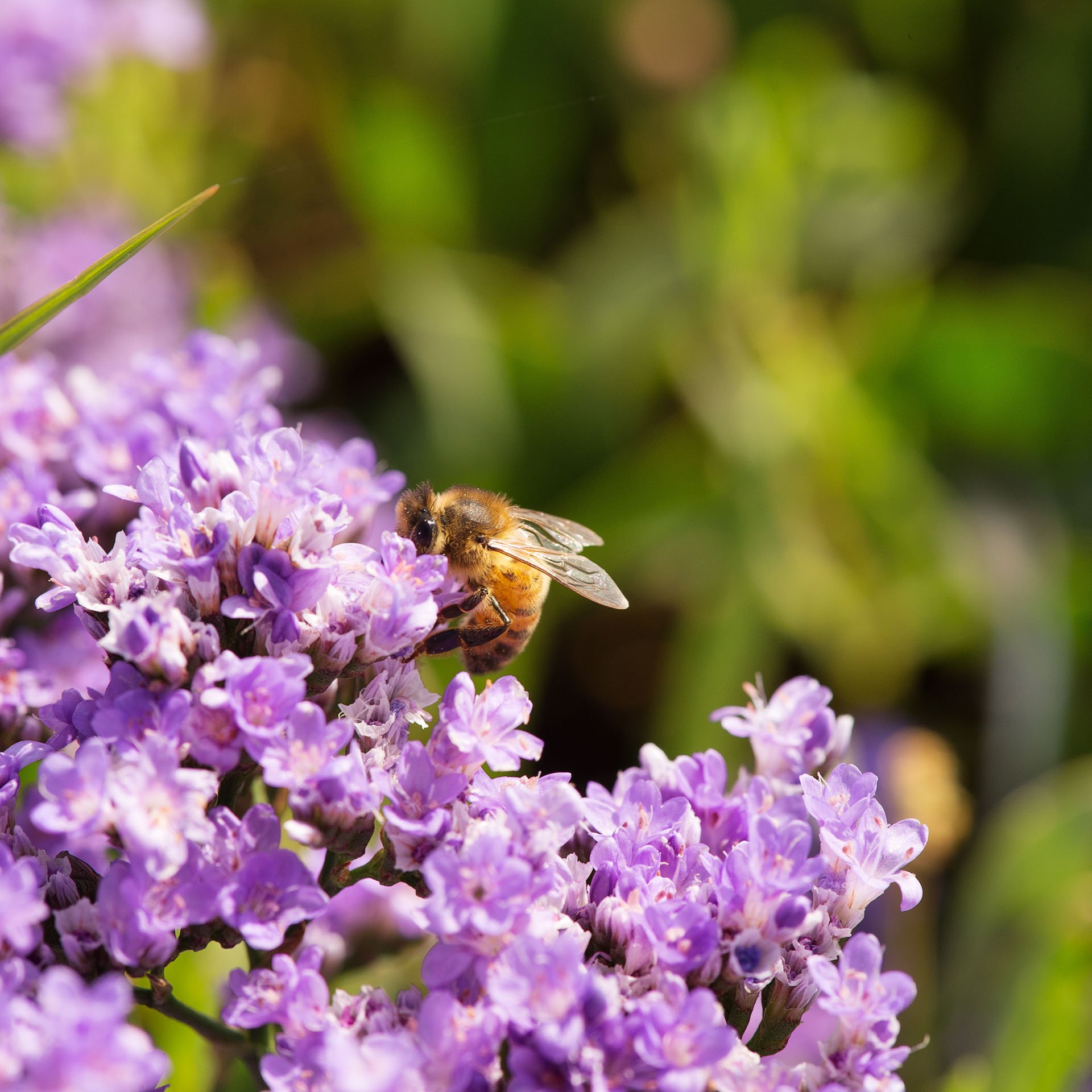 Bee on purple flowers