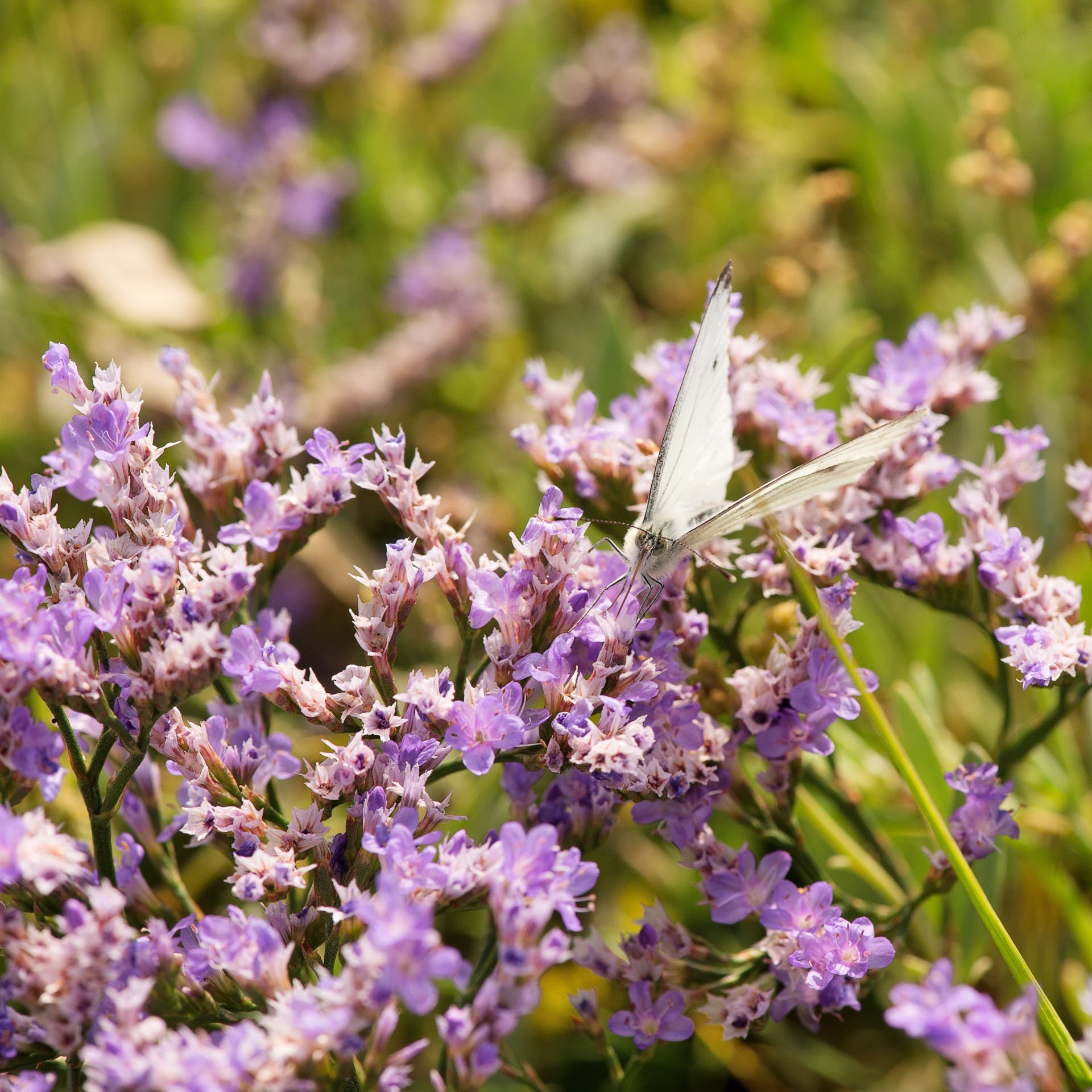White butterfly on purple flowers