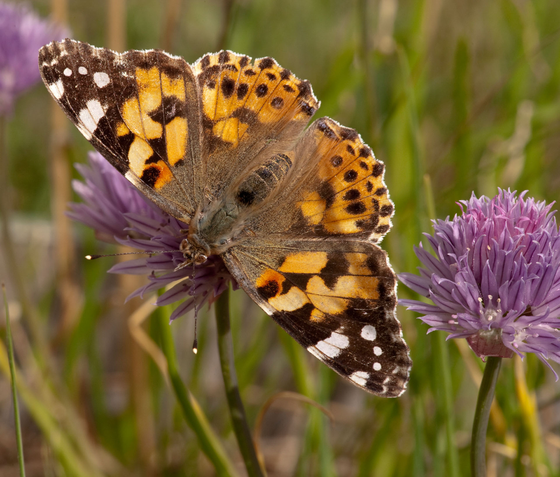 Orange and black butterfly resting on purple flowers