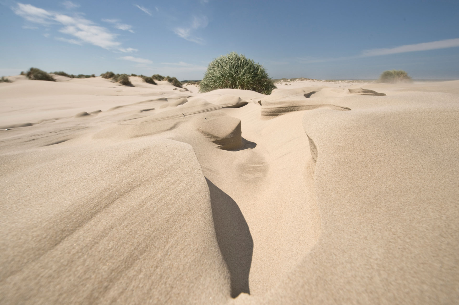 Wind-sculpted sand channels and sparse dune plants