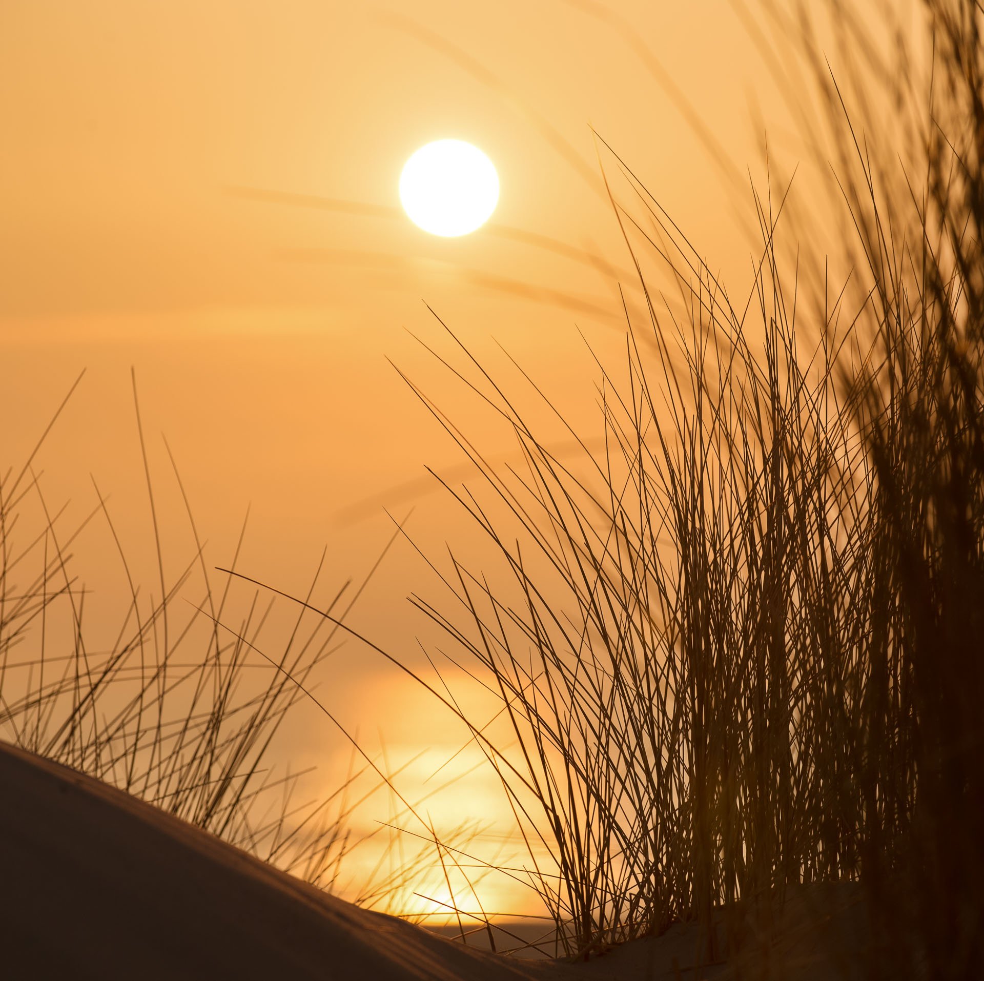 Setting sun seen through dune grass