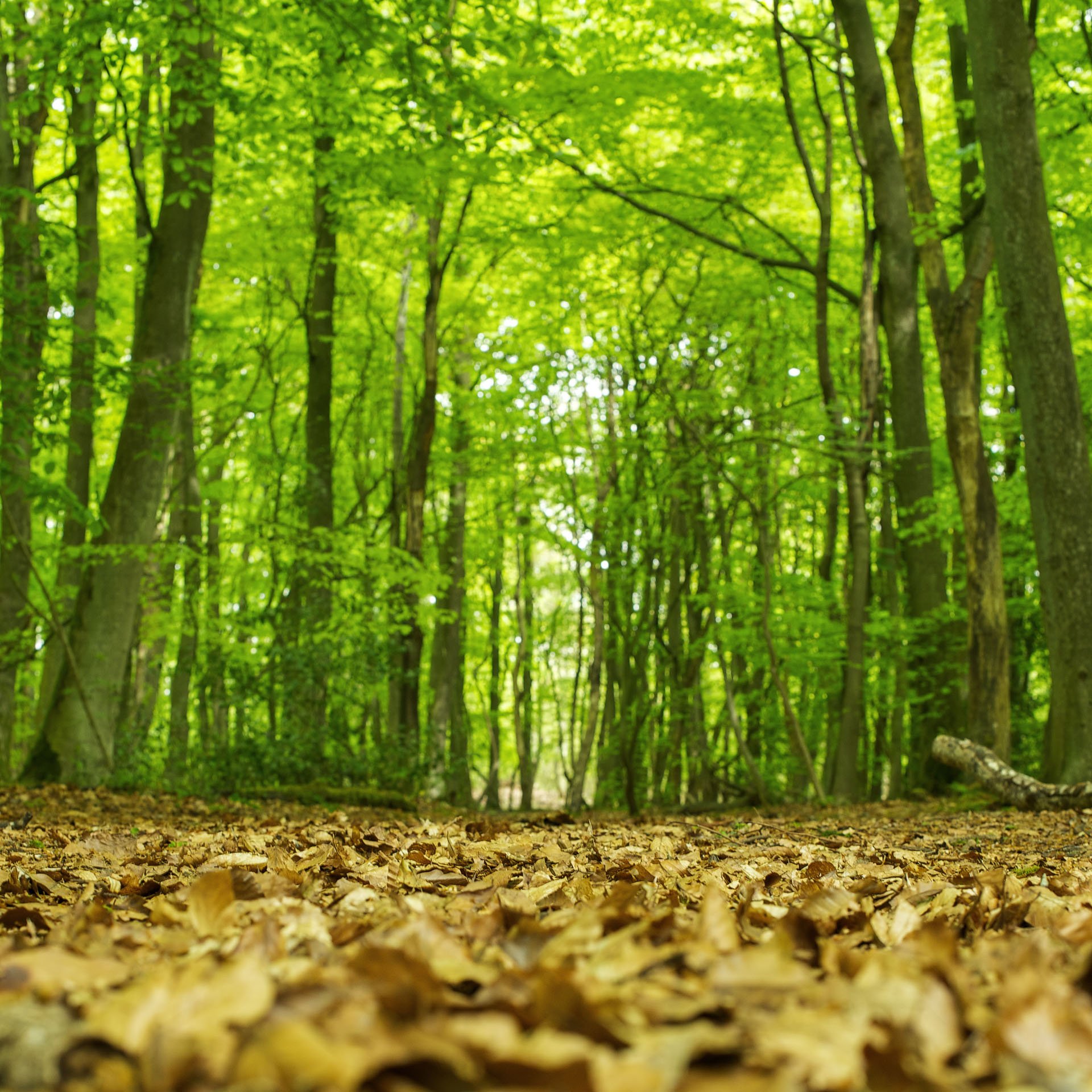 Green forest canopy above a leaf-covered floor
