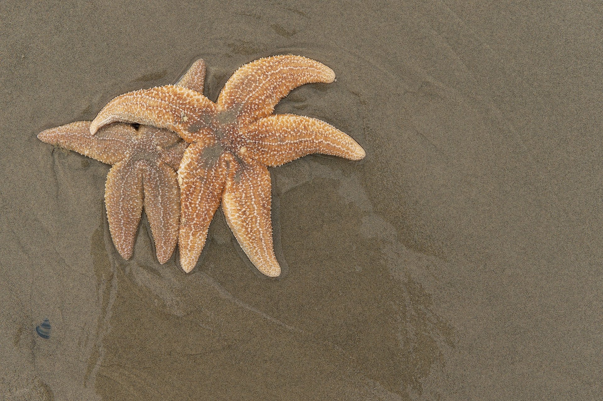 Overlapping starfish on wet sand