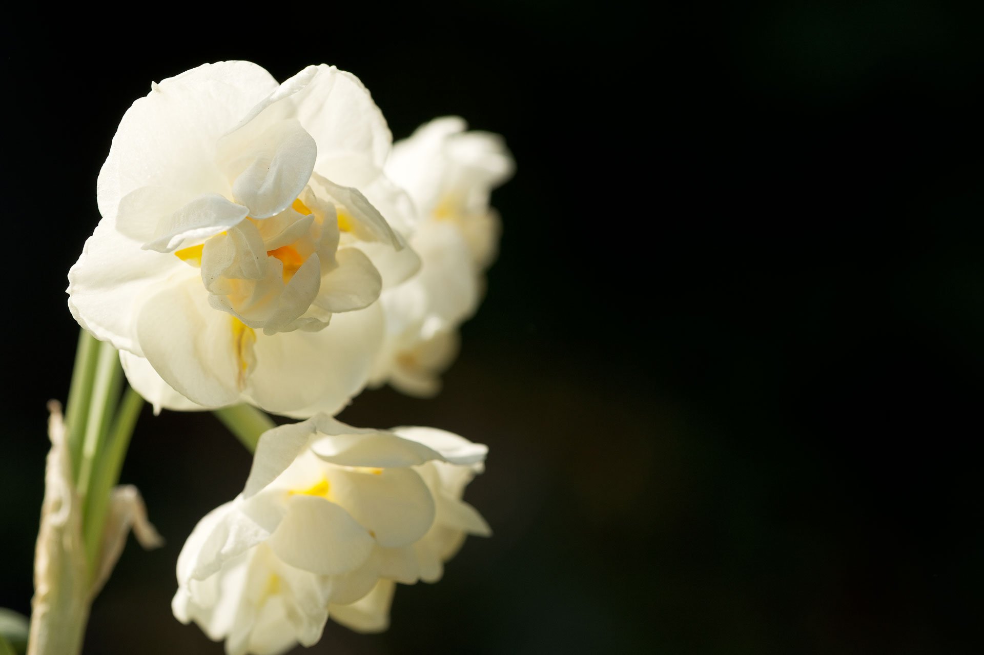 White daffodils against a dark background